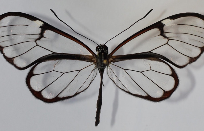 Figura 16. Adulto de <i>Greta</i></i> Willmott28 (Nymphalidae), vista dorsal. Voucher 13-SRNP-36620-DHJ584146.jpg.