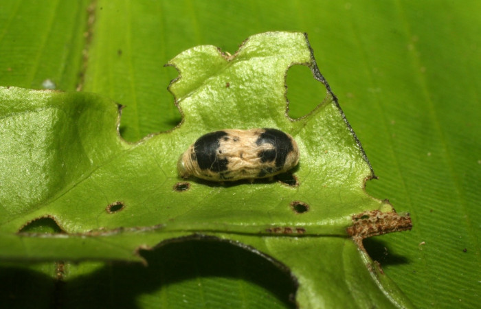 Figura 21. <i>Hyposoter</i></i> INB-J22 de la familia (Ichneumonidae), avispa parásito de <i>Greta championi</i></i> (Nymphalidae). Voucher 15-SRNP-35101-DHJ709089.jpg