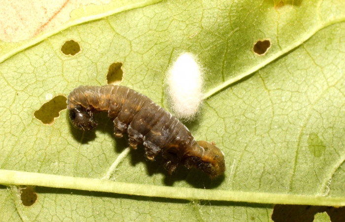 Figura 20. <i>Diolcogaster</i></i> Choi213 de la familia (Braconidae), avispa parásito de </i>Greta oto</i> (Nymphalidae). Voucher 17-SRNP-36520-DHJ734401.jpg
