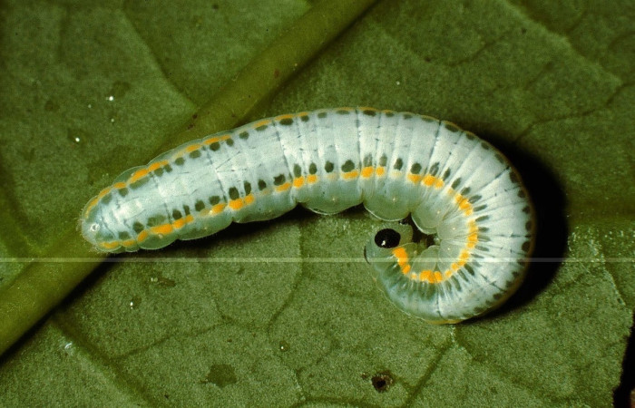 Figura 9. <i>Greta oto</i></i> (Nymphalidae), ultimo estadio, posición dorsal, Sector San Cristóbal, Quebrada Cementerio. Voucher 98-SRNP-14934-DHJ47754.jpg.