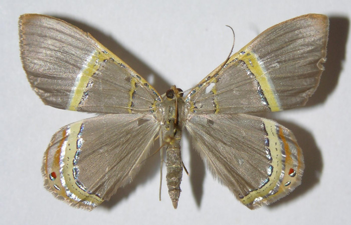 Figura 13. Adulto Macho de <i>Phrygionis privignaria</i></i> en posición dorsal. Voucher, 01-SRNP-10972-DHJ325312. 