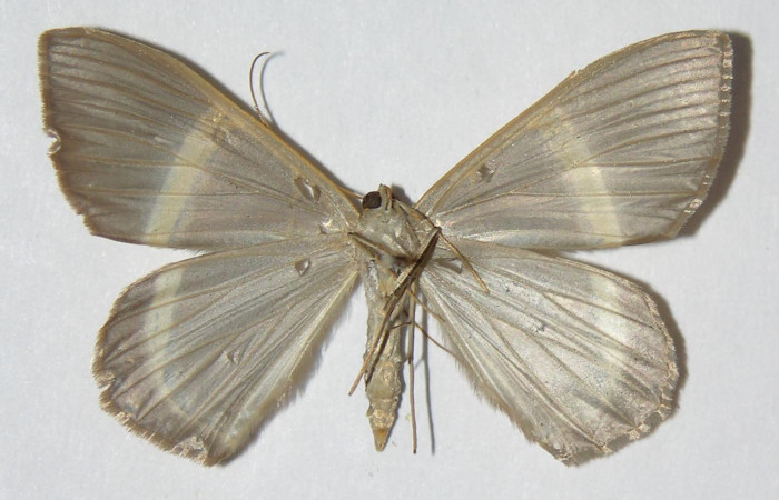 Figura 14. Adulto Macho de []iPhrygionis privignaria</i> en posición ventral. Voucher, 01-SRNP-10972-DHJ325313.