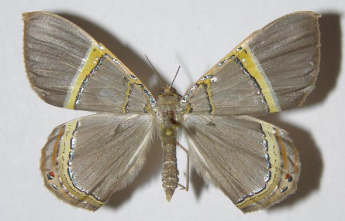 Figura 15. Adulto hembra de <i>Phrygionis privignaria</i></i> en posición dorsal. Voucher,  03-SRNP-21706-DHJ325308.