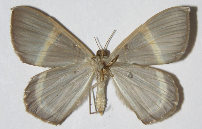 Figura 16. Adulto hembra de <i>Phrygionis privignaria</i></i> en posición ventral. Voucher, 03-SRNP-21706-DHJ325309.