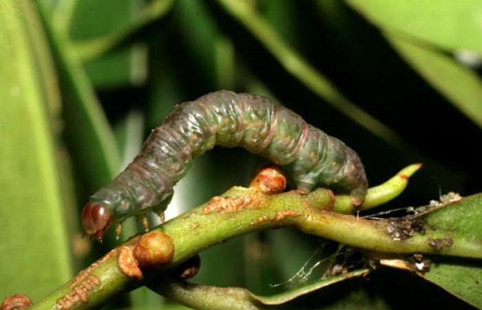 Figura 10. Prepupa de <i>Phrygionis privignaria</i></i> familia (Geometridae). En posición lateral. Voucher 06-SRNP-23296-DHJ424884.