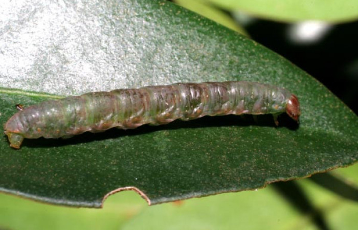 Figura 11. Prepupa de <i>Phrygionis privignaria</i></i> familia (Geometridae). En posición lateral. Voucher 06-SRNP-23296-DHJ424885.