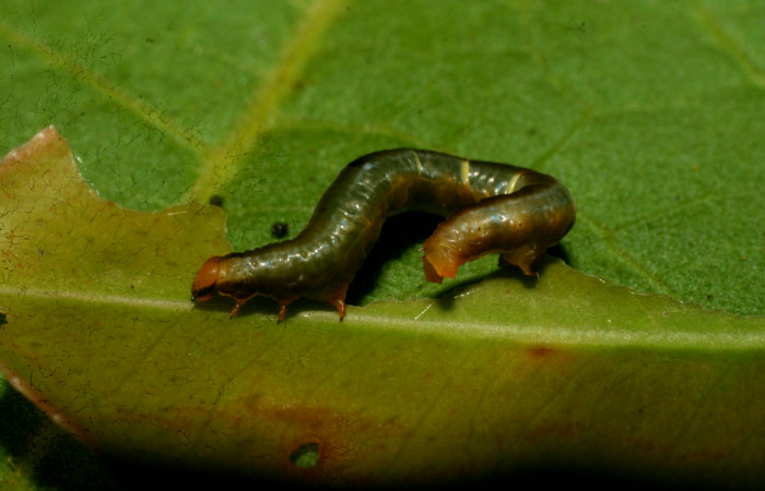 Figura 1. <i>Phrygionis privignaria</i></i> familia (Geometridae). En posición lateral mostrando patas falsas. Voucher 09-SRNP-33147-DHJ466240.