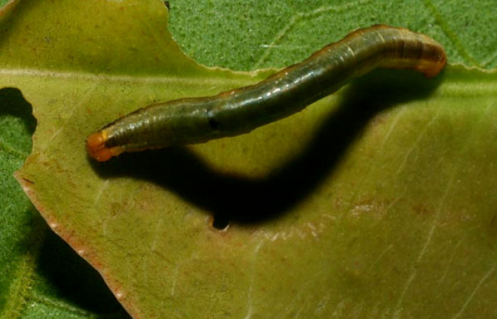 Figura 2. <i>Phrygionis privignaria</i></i> familia (Geometridae). En posición dorsal. Voucher, 09-SRNP-33147-DHJ466241.