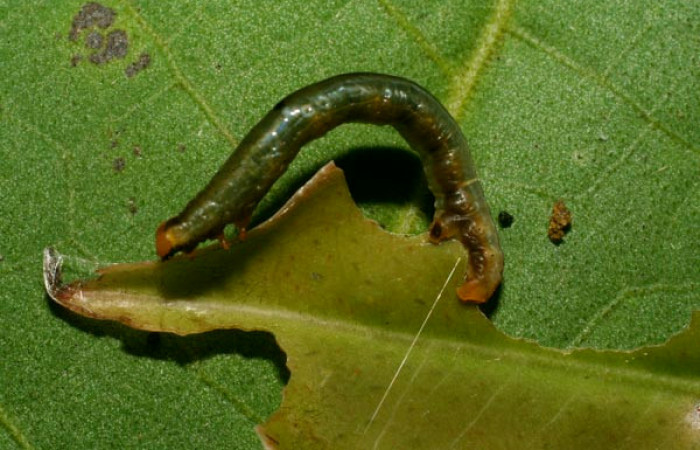 Figura 3. <i>Phrygionis privignaria</i></i> familia (Geometridae). En posición dorsal. Voucher, 09-SRNP-33147-DHJ466242.