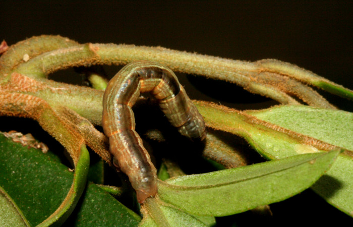 Figura 7. <i>Phrygionis privignaria</i></i> familia (Geometridae). En posición dorsal, en PU estadio. Voucher, 10-SRNP-3769-DHJ470983.