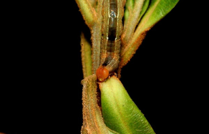 Figura 4. <i>Phrygionis privignaria</i></i> familia (Geometridae). En posición dorsal mostrando la cabeza. Voucher, 10-SRNP-3769-DHJ470986.