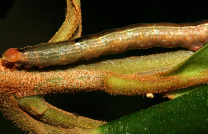 Figura 8. <i>Phrygionis privignaria</i></i> familia (Geometridae). En posición lateral, mostrando cabeza y tórax en en PU. Voucher 10-SRNP-3769-DHJ470988.