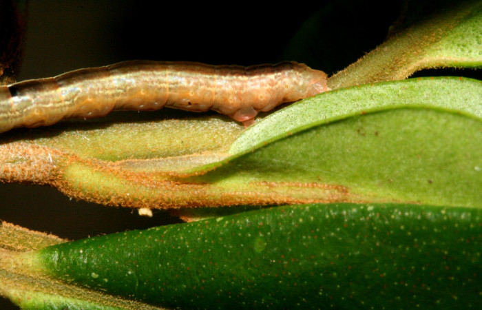 Figura 9. <i>Phrygionis privignaria</i></i> familia (Geometridae). En posición lateral parte trasera. Voucher 10-SRNP-3769-DHJ470989.