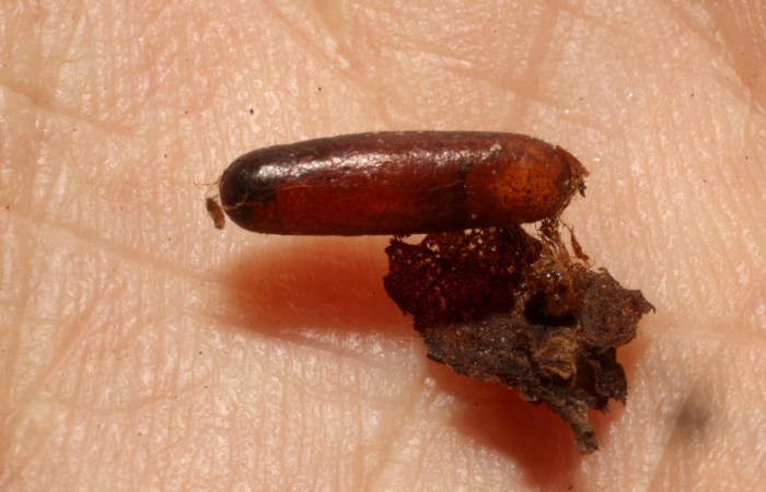 Figura 12. Restos de capullo junto a la pupa de larva <i>Phrygionis privignaria</i></i> (Geometridae), que fue parasitada por <i>Diradops vilmae</i></i> familia (Banchinae). Voucher 11-SRNP-33254-DHJ803981.