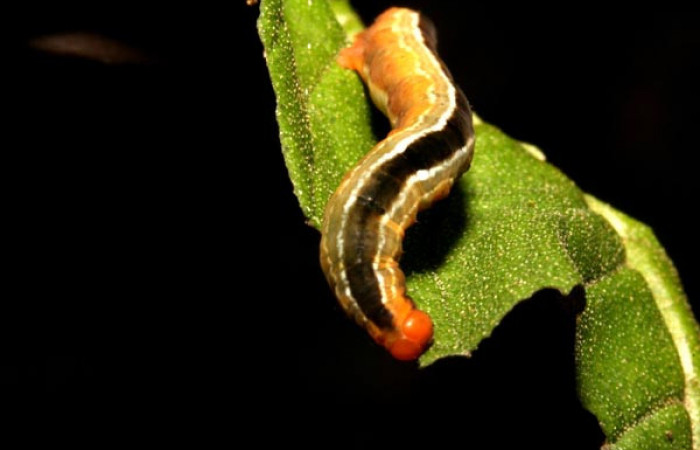 Figura 6. <i>Phrygionis privignaria</i></i> familia (Geometridae). En posición dorsal, en PU estadio.  Voucher, 11-SRNP-43823-DHJ497242.