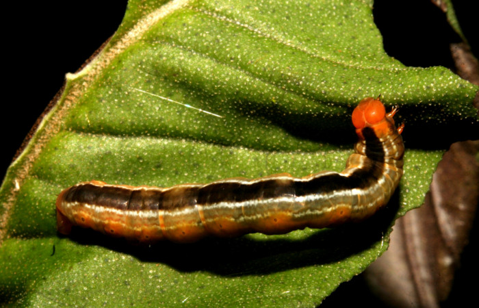 Figura 5. <i>Phrygionis privignaria</i></i> familia (Geometridae). En posición dorsal, en PU estadio.  Voucher, 11-SRNP-43823-DHJ497244.