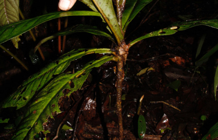 Fig.17. Planta hospedera de larva <i>Phrygionis privignaria</i></i> (Geometridae), <i>Ardisia auriculata</i></i>, de la familia Primulaceae. Foto, Pablo Umaña. Agosto2022.