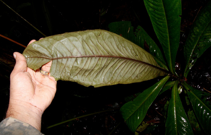Fig.18. Planta hospedera de larva <i>Phrygionis privignaria</i></i> (Geometridae), envés de <i>Ardisia auriculata</i></i>, de la familia Primulaceae. Foto, Pablo Umaña. Agosto2022.