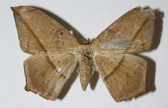 Figura 3. Adulto de <i>Prochoerodes tetragonata</i></i>
 (hembra), vista dorsal. (01-SRNP-11905-DHJ324762).