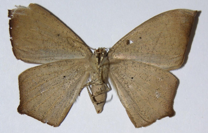 Figura 4. Adulto de <i>Prochoerodes tetragonata</i></i>
 (hembra), vista ventral. (01-SRNP-11905-DHJ324763).