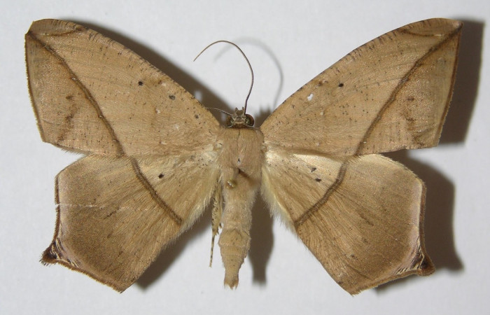 Figura 1. Adulto de <i>Prochoerodes tetragonata</i></i>
 (macho), vista dorsal. (01-SRNP-4395-DHJ324750).