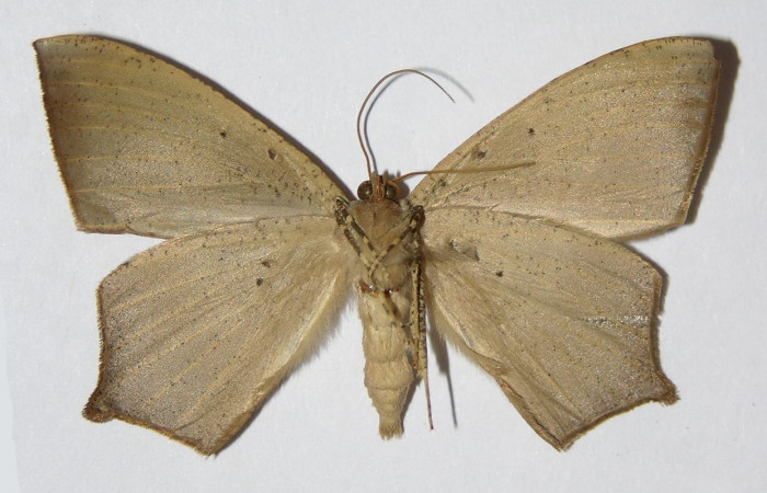 Figura 2. Adulto de <i>Prochoerodes tetragonata</i></i> (macho), vista ventral. (01-SRNP-4395-DHJ324751).