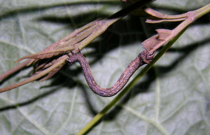 Figura 13. Larva de <i>Prochoerodes striata</i></i>, Geometridae, parasitada por la familia de Braconidae, <i>Meteorus</i></i> Zitani01DHJ05, vista lateral,  (05-SRNP-33951-DHJ424177)