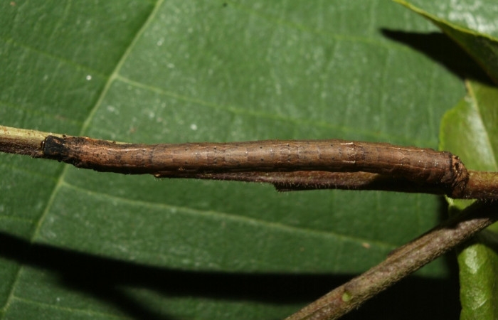 Figura 8. Larva <i>Prochoerodes tetragonata</i></i>
, Geometridae, vista dorsal. (12-SRNP-70959-DHJ495249).