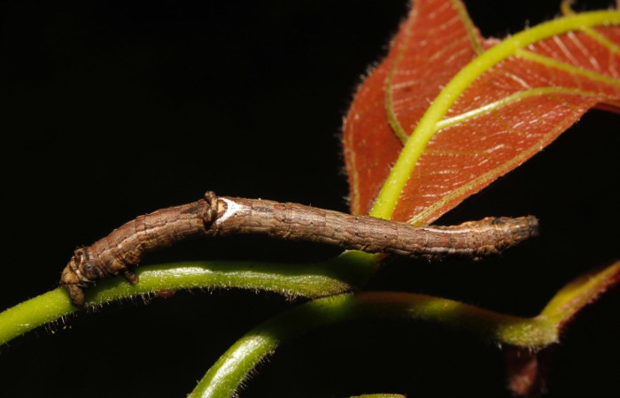 Fig, 15 Larva <i>Prochoerodes striata</i></i>, (Geometridae), vista dorsal. Voucher
15-SRNP-26511-DHJ730248.jpg