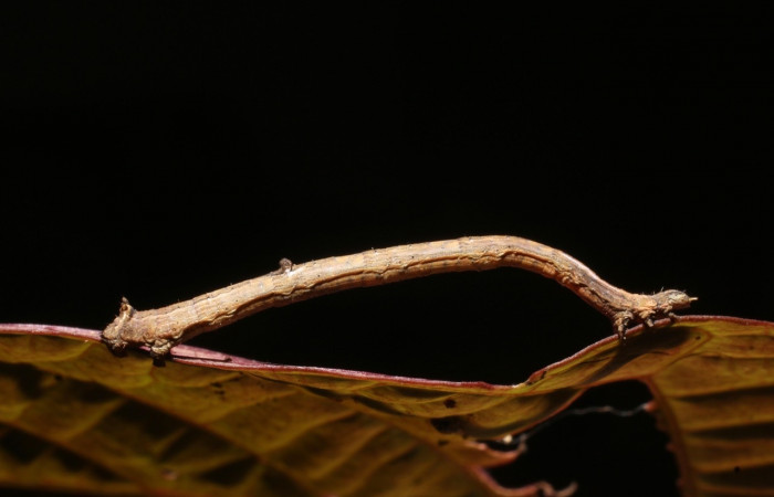 Figura 9. Larva <i>Prochoerodes tetragonata</i></i>
, Geometridae, vista lateral. (18-SRNP-3169-DHJ758246).