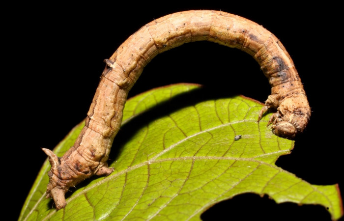 Figura 10. Larva <i>Prochoerodes tetragonata</i></i>
, Geometridae, vista lateral. (18-SRNP-3169-DHJ758256).