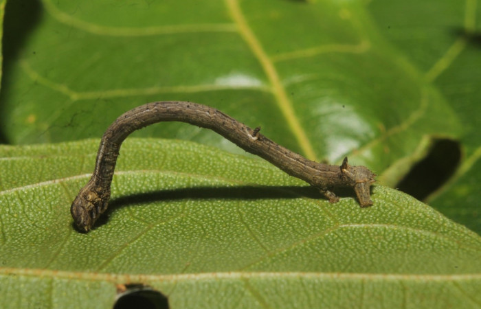 Figura 7. Larva <i>Prochoerodes tetragonata</i></i>
, Geometridae, vista lateral. (18-SRNP-46077-DHJ719146).