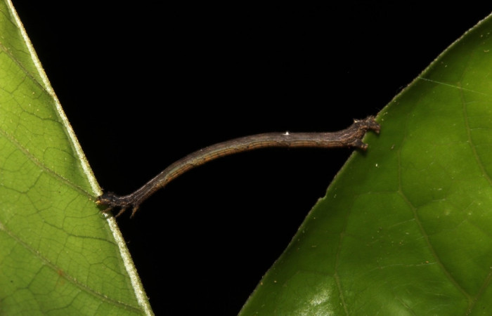 Figura 6. Larva <i>Prochoerodes tetragonata</i></i>
, Geometridae, vista lateral. (19-SRNP-26202-DHJ761100).