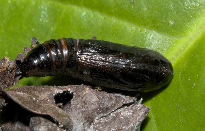 Figura 11. Pupa de <i>Prochoerodes tetragonata</i></i>
, Geometridae, vista dorsal,  (19-SRNP-30414-DHJ749895).