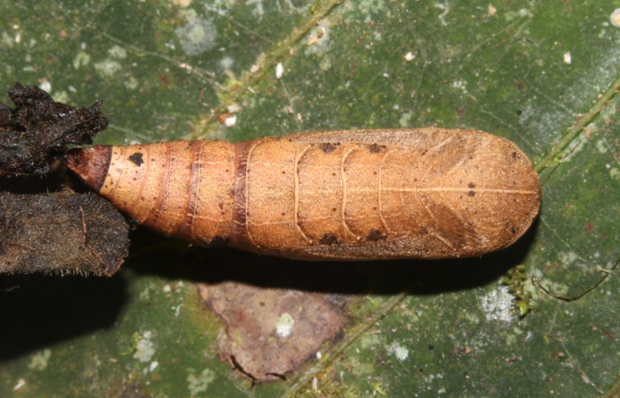 Figura 12. Prepupa de <i>Prochoerodes tetragonata</i></i>, Geometridae, vista lateral,  (19-SRNP-40162-DHJ767369)