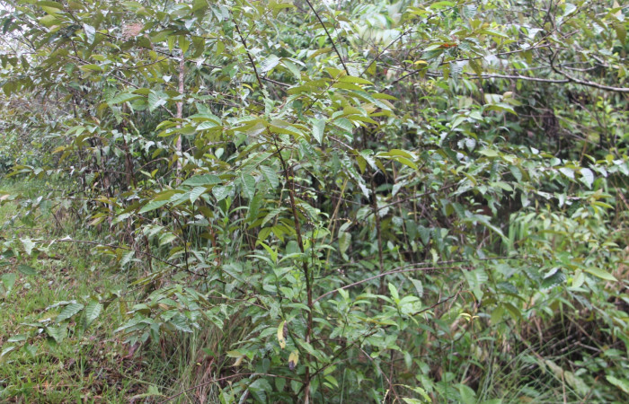 Figura 5. Planta hospedera <i>Vismia baccifera</i></i>, una de las muchas especies de que se alimenta  <i>Prochoerodes tetragonata</i></i> de la familia, Geometridae. Foto Keiner Aragon Calero,12/08/2022.