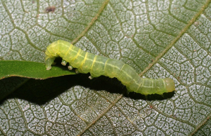 Fig.10 Vista lateral, <i>Eulepidotis caeruleilinea</i></i> (Erebidae), se colectó 03 noviembre 2008, Sector Del Oro, Quebrada Trigal, 290mts. (08-SRNP-20733-DHJ435684.jpg)
