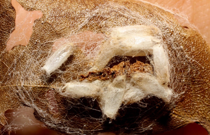 Fig.11 Observamos capullo vacío de <i>Hypomicrogaster specialis</i></i> (Braconidae), de larva <i>Eulepidotis caeruleilinea</i></i>, (Erebidae). (08-SRNP-20742-DHJ469421.jpg).