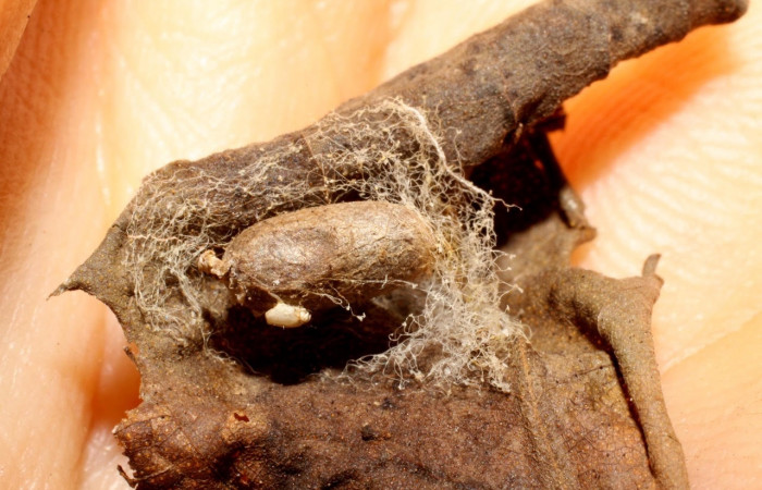 Fig.12 Observamos capullo de <i>Microcharops</i></i> Janzen33 (Ichneumonidae), de larva <i>Eulepidotis caeruleilinea</i></i>, (Erebidae). (08-SRNP-20735-DHJ469418.jpg)