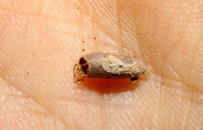 Fig.13 Observamos capullo vacío de <i>Microcharops</i></i> Janzen33, (Ichneumonidae), rarasito en larva <i>Eulepidotis caeruleilinea</i></i>, (Erebidae). (08-SRNP-20710-DHJ469416.jpg).