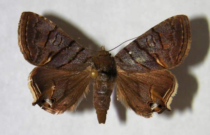 Fig.1Vista dorsal macho <i>Eulepidotis</i></i> Poole03 (Erebidae), eclosionó 18 junio 1994, Sector Santa Rosa, Vado Cuajiniquil, 275 mts. (94-SRNP-3266-DHJ365806).