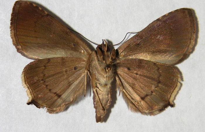 Fig.2 Vista ventral macho <i>Eulepidotis</i></i> Poole03 (Erebidae), eclosionó 18 junio 1994, Sector Santa Rosa, Vado Cuajiniquil 275 mts.(94-SRNP-3266-DHJ365807).