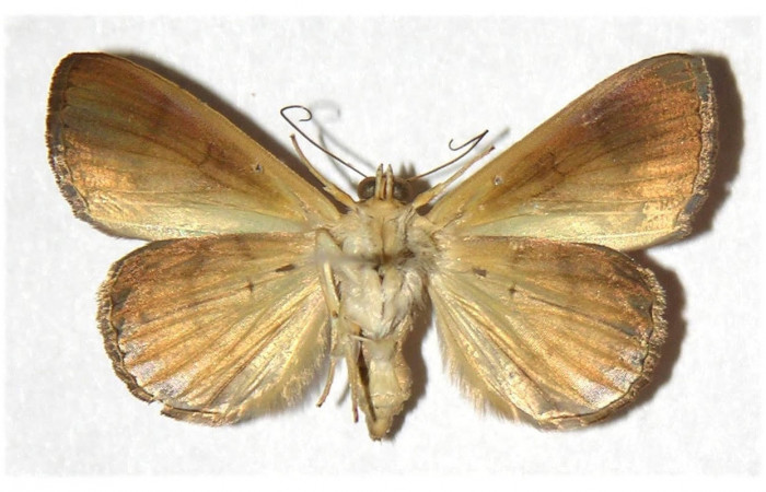 Fig.4 Vista ventral macho <i>Eulepidotis caeruleilinea</i></i> (Erebidae), eclosionó 21 junio 1996, Sector Santa Rosa, Cafetal 280 mts.(96-SRNP-4484-DHJ315673)