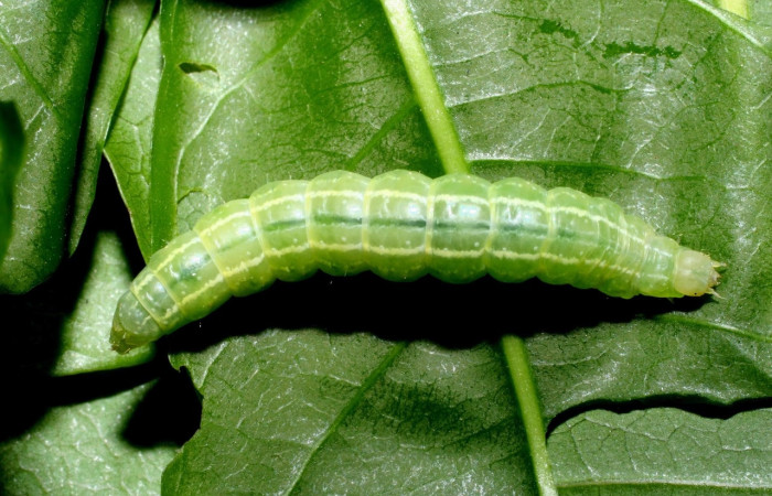 Fig.5 Vista dorsal, <i>Eulepidotis</i></i> Poole03 (Erebidae), se colectó 19 abril 2008, Sector Mundo Nuevo, Mamones, 365mts. (08-SRNP-55852-DHJ442641.jpg).