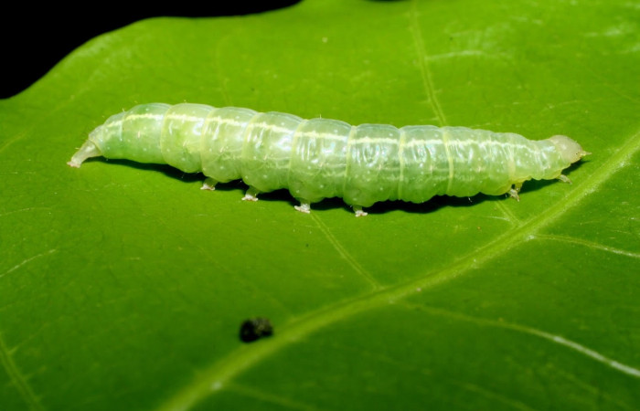 Fig.6 Vista lateral, <i>Eulepidotis</i></i> Poole03(Erebidae), se colectó 19 abril 2008, Sector Mundo Nuevo, Mamones, 365mts. (08-SRNP-55852-DHJ442646.jpg).
