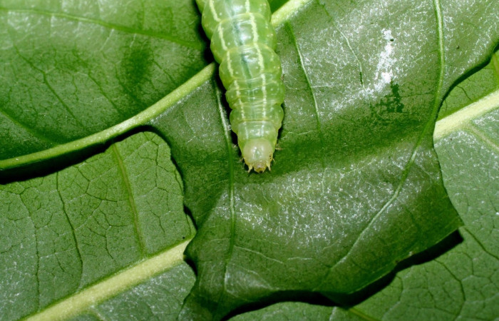 Fig.7 Vista frontal, <i>Eulepidotis</i></i> Poole03 (Erebidae), se colectó 19 abril 2008, Sector Mundo Nuevo, Mamones, 365mts. (08-SRNP-55852-DHJ442643.jpg)