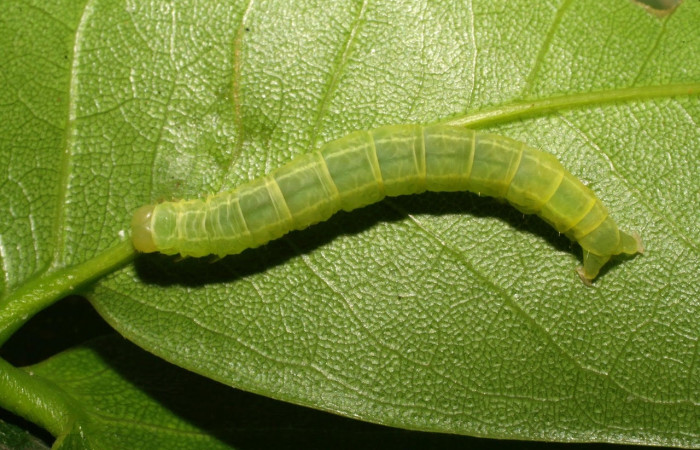 Fig.8 Vista dorsal, <i>Eulepidotis caeruleilinea</i></i> (Erebidae), se colectó 03 noviembre  2008, Sector Del Oro, Quebrada Trigal, 290mts (08-SRNP-20733-DHJ435687.jpg).

