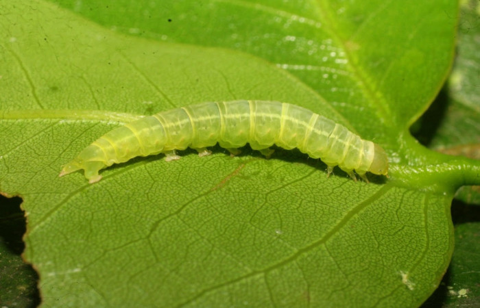 Fig.9 Vista lateral, <i>Eulepidotis caeruleilinea</i></i> (Erebidae), se colectó 03 noviembre 2008, Sector Del Oro, Quebrada Trigal, 290mts. (08-SRNP-20733-DHJ435688.jpg)