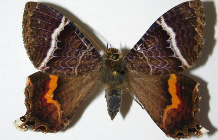 Fig. 10 Vista dorsal de la hembra <i>Coronidia subpicta</i></i> (Sematuridae). (00-SRNP-23687-DHJ331798).