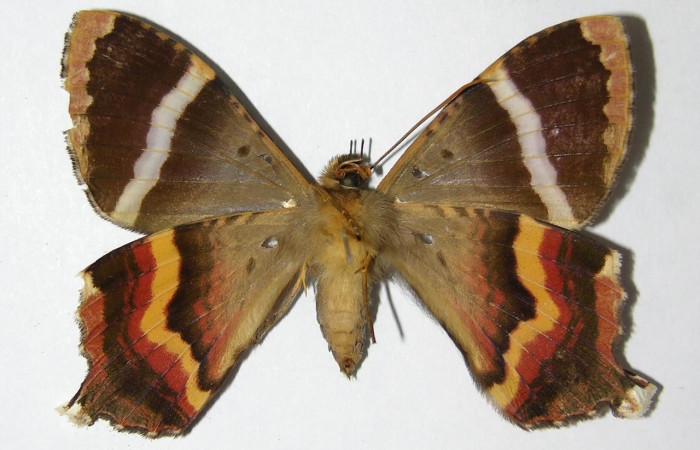 Fig. 11 Vista ventral de la hembra <i>Coronidia subpicta</i></i> (Sematuridae). (00-SRNP-23687-DHJ331799).